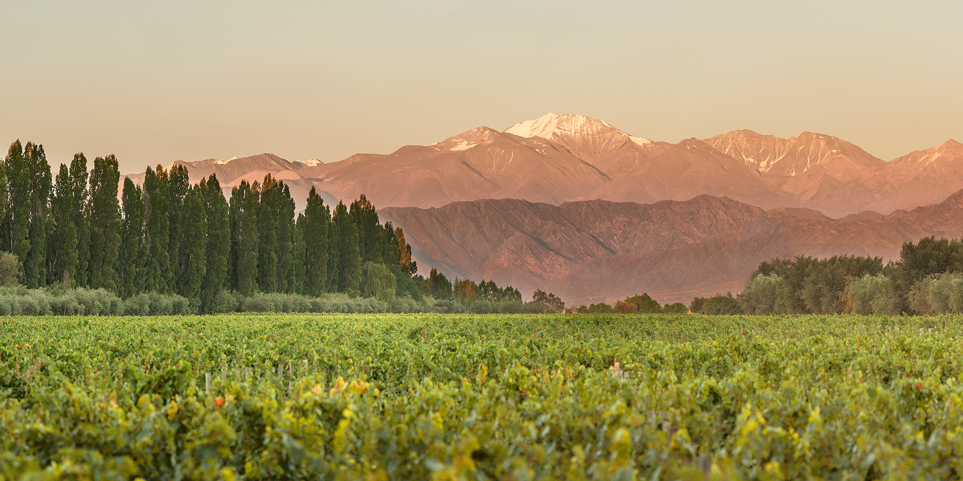 Achaval Vineyard