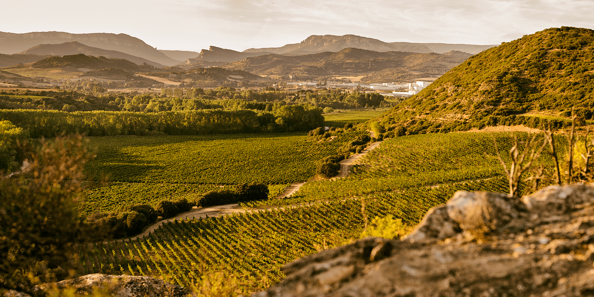 Arinzano Vineyard