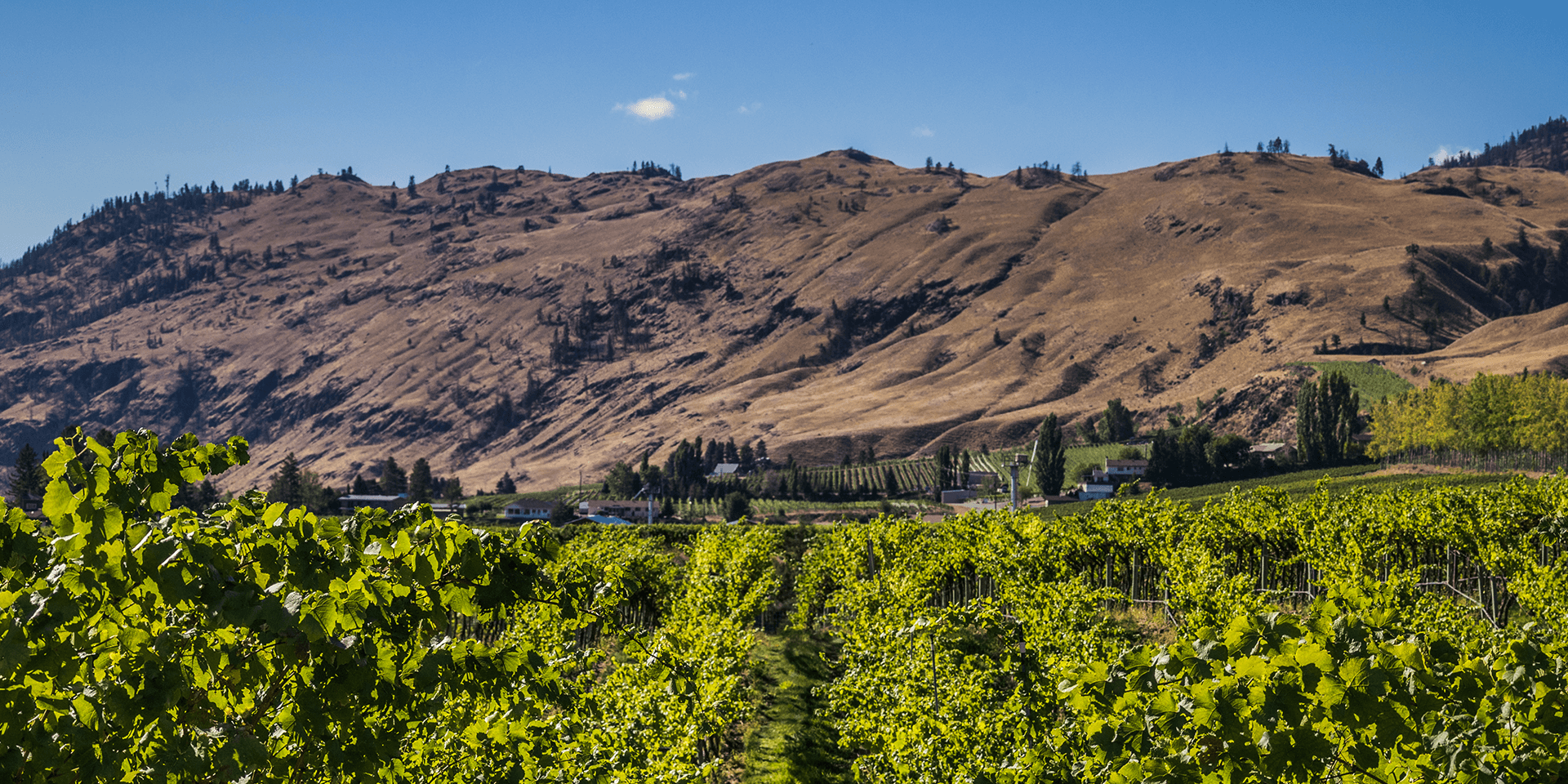 Okanagan Vineyard