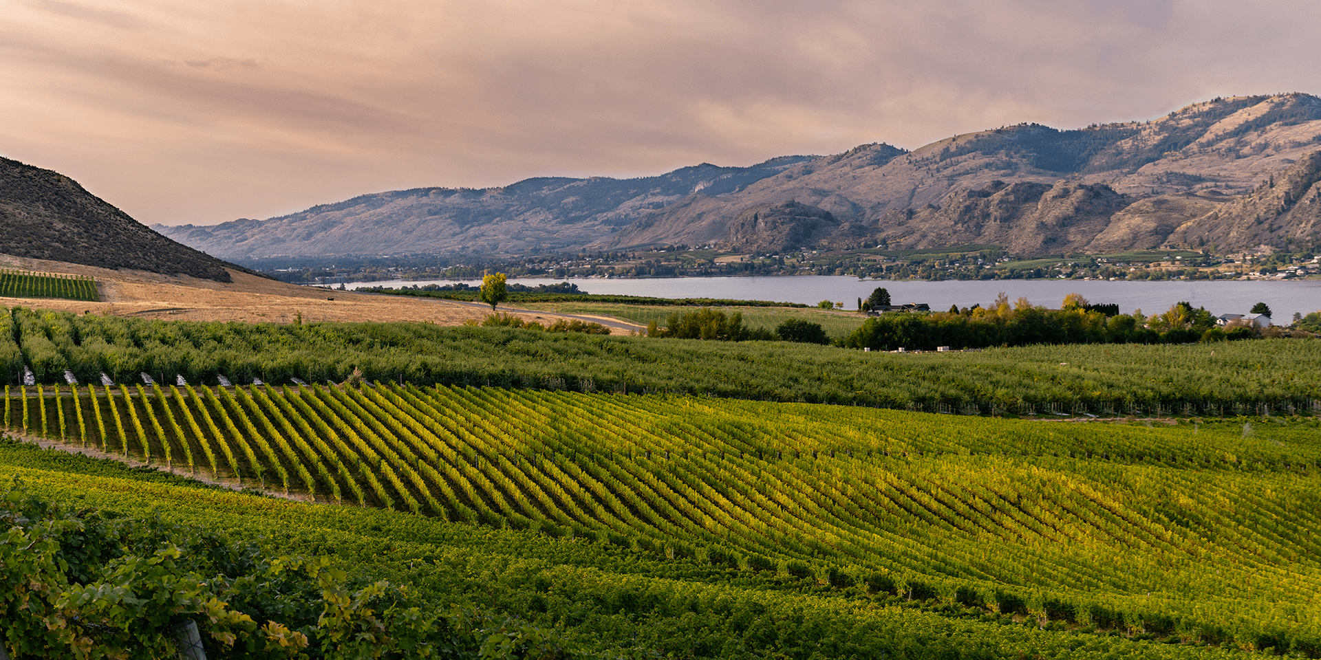 Osoyoos Vineyard